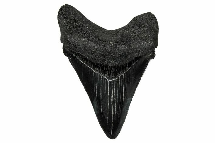 Serrated, Juvenile Megalodon Tooth - South Carolina #340642